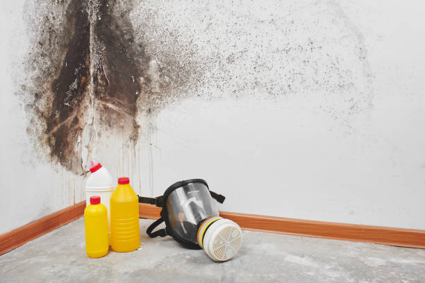 Deer Park, TX Mold Remediation Company