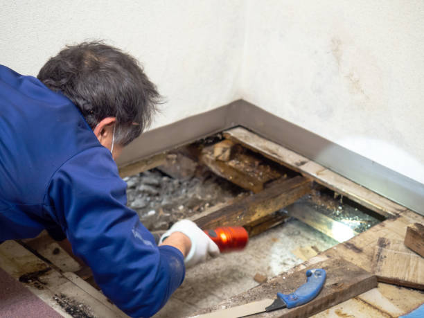 Best Bathroom Mold Remediation in Deer Park, TX