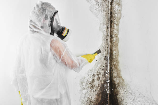 Best DIY Mold Remediation Support Services in Deer Park, TX