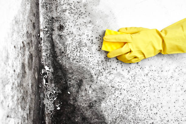 Best Basement Mold Remediation in Deer Park, TX
