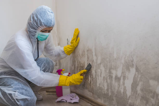 Best Industrial Mold Remediation in Deer Park, TX