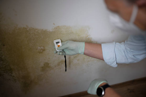 Best Basement Mold Remediation in Deer Park, TX