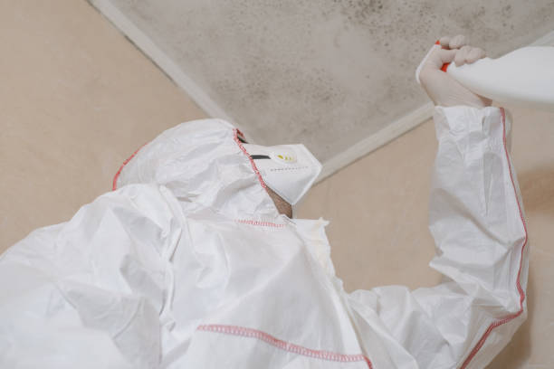 Best Attic Mold Remediation in Deer Park, TX