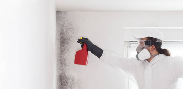 Best Post-Flood Mold Remediation in Deer Park, TX