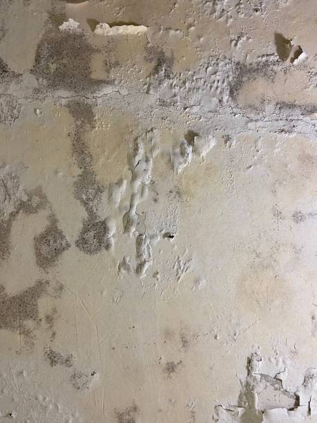 Deer Park, TX Mold Removal Pros