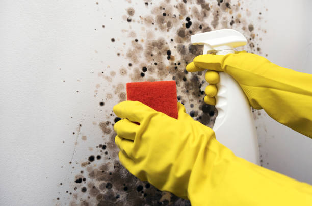 Best Residential Mold Remediation in Deer Park, TX