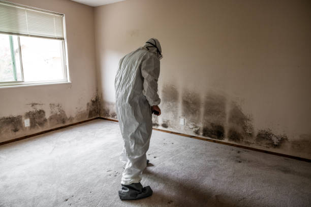 Best Commercial Mold Remediation in Deer Park, TX