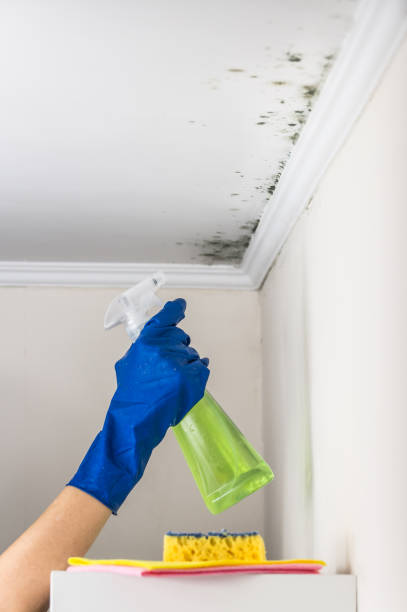 Best Insurance-Related Mold Remediation in Deer Park, TX