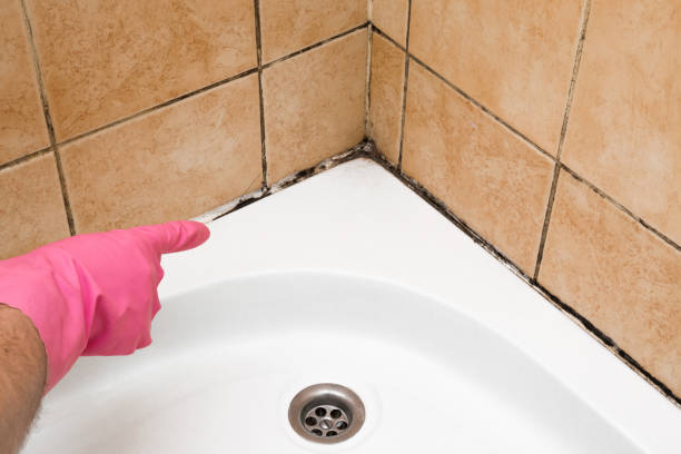 Best HVAC Mold Remediation in Deer Park, TX
