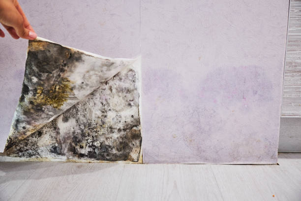 Best Commercial Mold Remediation in Deer Park, TX